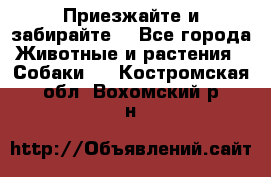 Приезжайте и забирайте. - Все города Животные и растения » Собаки   . Костромская обл.,Вохомский р-н